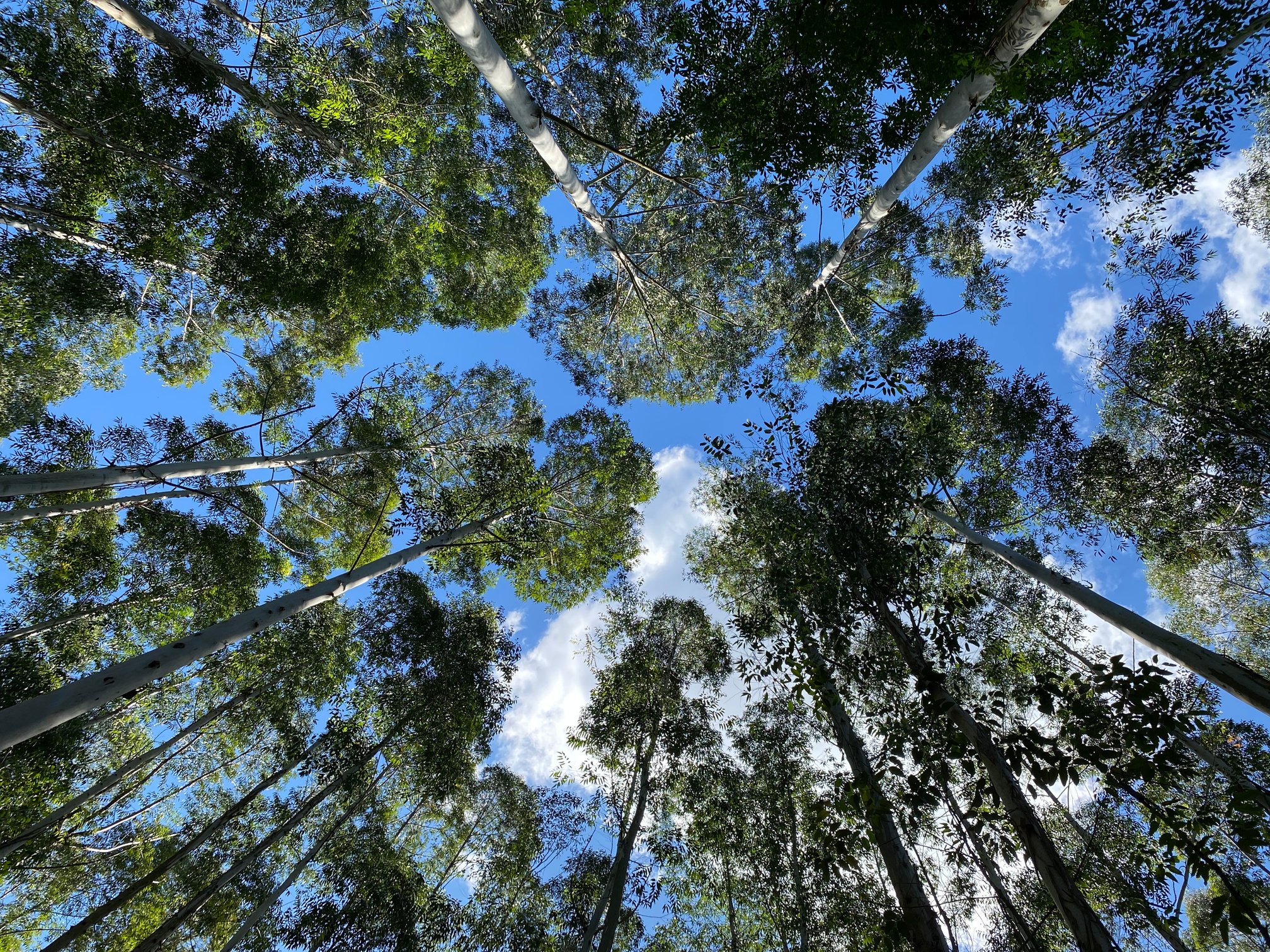 Tree tops